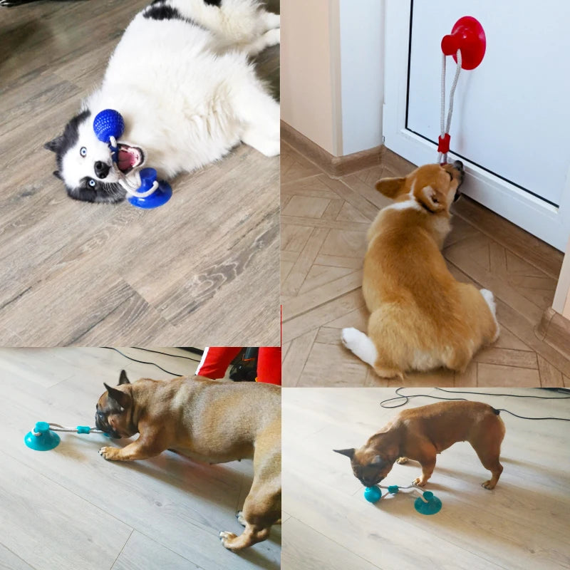 Suction Cup Dog Tug Toy