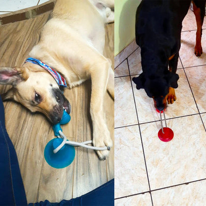 Suction Cup Dog Tug Toy